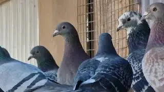 Racing pigeons loft Lithuania 2021-10-25