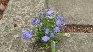 Lobelia flowers (Lobelia erinus) in the breeze