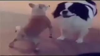 Perro PERREANDO