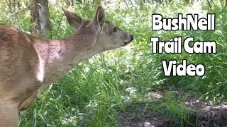 BushNell Trail Camera Video Mar. 21- Apr. 8, 2024