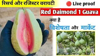 Red Daimond 1 Guava farming in india // रिसर्च और रजिस्टर वैरायटी क्या है विशेषता और मार्केट ( 2025