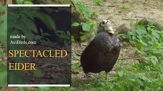 Spectacled Eider [Somateria Fischeri]