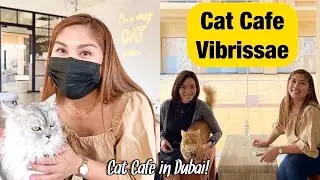 CAT CAFÉ VIBRISSAE | Cat café in Dubai