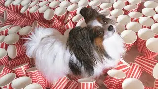 Crazy Cup Challenge! 4 levels! Can the dog go through all this?