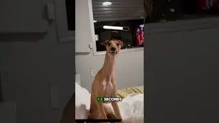 Meet the Greyhound Who Naps Like a Pro 🐕