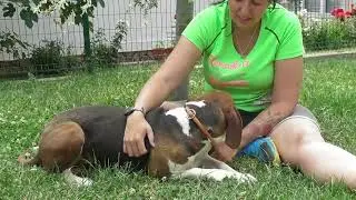 Ivy &ndash; bunte Pfotenpower und eine Mission: deine beste Freundin werden!