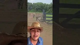On&ccedil;a na entrada da fazenda