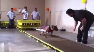 Persian power shiva (fun show)