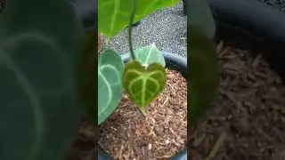 Wooouuhhh..!!!!!      ANTHURIUM TARANTULA !!!    #anthurium #anthuriumtarantula #tanamanhias