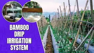 Bamboo Drip Irrigation System - Water Resources | NCERT Class 10 Geography Chapter 3 #geography