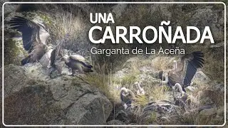 CARROÑADA EN LA ACEÑA 🍖 ¿Cómo funciona?