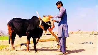 Bull Powered with oxen ! Punjabi Farmer cutting fodder with the help of Gear toka machine