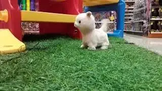 Pretty Missy Fluffy White Llama Demo