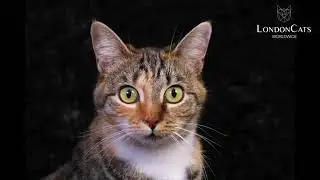 LCWW Virtual Cat Show August 2020 - Judge Aline Broda HHP Class Final (London Cat World Wild)