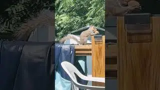 We have Winnie, Jaykers and introducing Donald J Squirrel. #squirrelfriends  #squirrel