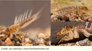 Alderflies