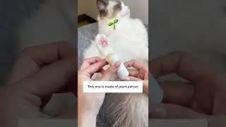 The Secret to Healthy Cat Paws &ndash; Try This Amazing Paw Ointment! 🐱✨