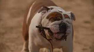 Top 10 Most Loved Dog Breeds Worldwide
