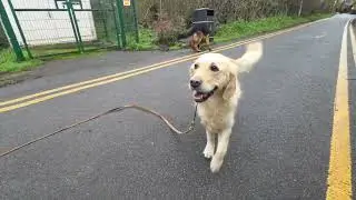 Golden Retriever off leash training 