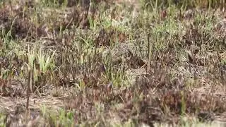 Smith's Longspurs at Killdeer Wetlands 3
