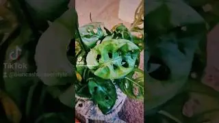 unboxing my first plant  #subscriptionbox from @LivelyRoot #Livelyroot #plantlovers #monstera