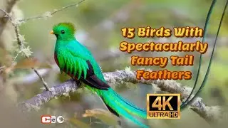 Spectacularly Fancy Tail Feather birds 4K