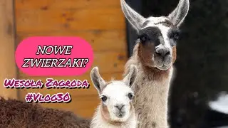 NOWE ZWIERZAKI 🦙 ZIMA NA FARMIE 🥶 | mini zoo | Wesoła Zagroda #vlog30