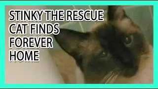 Rescue Cat Trusts No 0ne - #rescuecat  #fosterfail  #foreverhome