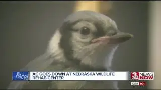 Heat creates emergency for wildlife rehab