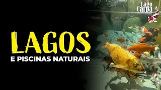 Diferen&ccedil;as de lago ornamental e piscina natural!