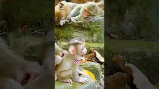 A Mother Monkey Nurturing Her Baby in the Heart of the Forest #shorts #monkey #animals