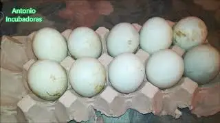 Incubación de huevos de patos Khaki Campbell en incubadora casera