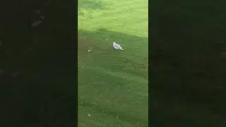 Dancing gull #EverydayNature