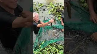Trapping huge eel fish with survival skills