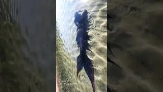 Mermaid Shadow rests underwater, soaking up the warm sunlight ☀️