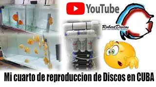 Como es mi cuarto de reproducción de peces discos en Cuba 🇨🇺😮😮😮