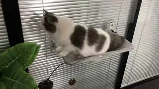 Kitty leaps between window perches! Check out that agility! #CatJump
