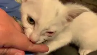 Kitten Kneading and Purring 😻