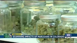 &lsquo;Will of the People&rsquo;: Colorado economist on the ups and downs of recreational cannabis