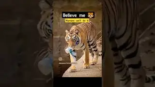 extraordinary instinct of a Tiger #amazing #viral #tiger
