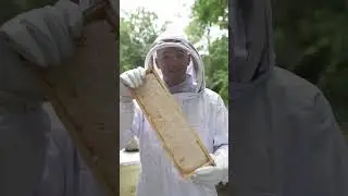 Honey From A Bee Hive