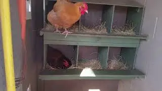 The Chicken Egg Song: It's Not Just An Egg Song!