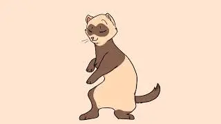 Ferret Dance // Meme