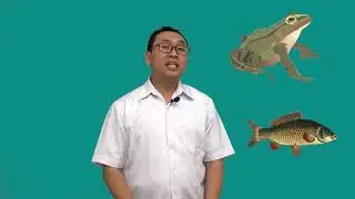 Kelas 6 - IPA - Perkembangbiakan Hewan | Video Pendidikan Indonesia