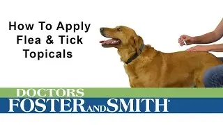 How to Apply K9 Advantix II Flea & Tick Topical