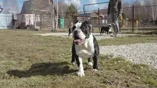 Shorty-bull (Шорти-булл) в России. Щенки 5,5мес.