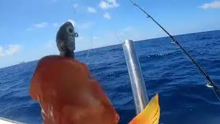 dropshot fishing 19/03/2023 near round Island