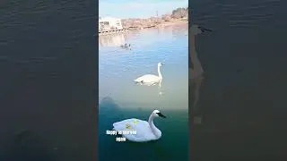 #springtimefun #shortsfeed #whiteswans #shorts #shortvideo