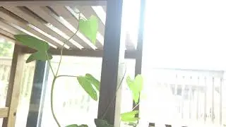 Ipomoea tricolor (Morning Glory) - Circumnutation