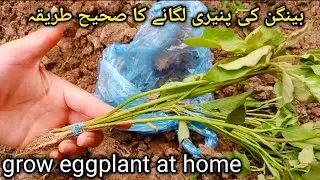 how to grow eggplant|bangain ki paneeri lgany ka tareeka|بینگن کی پنیری لگانے کا طریقہ